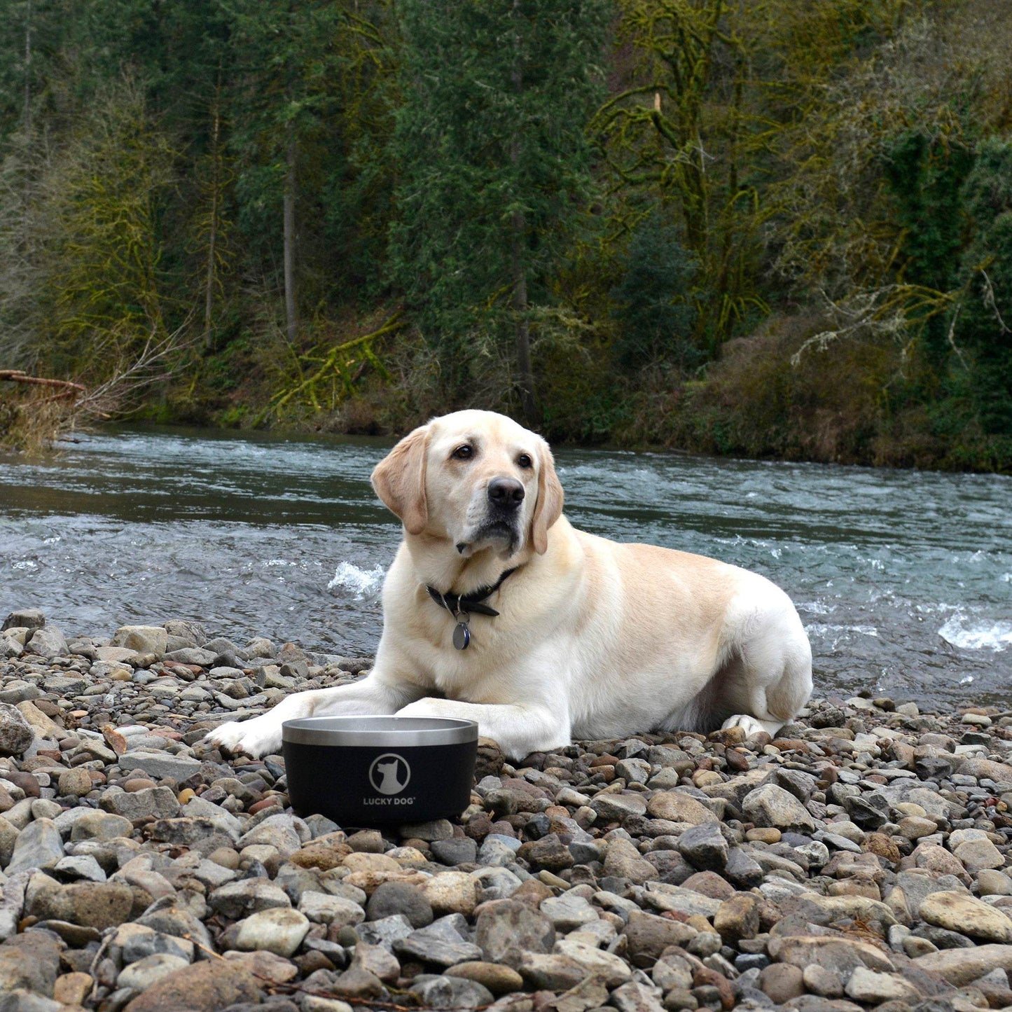 Indulge 5, Double Wall 5 Cup Stainless Steel Dog Bowl, 2-Pack
