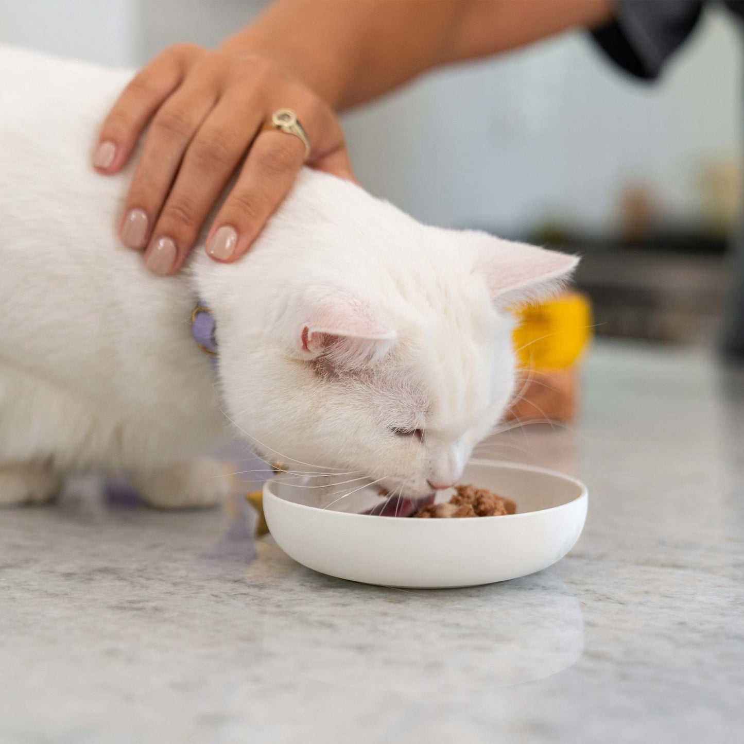 Good Kitty Wet Cat Food Pate Variety Pack, 3 Oz, 24-Count