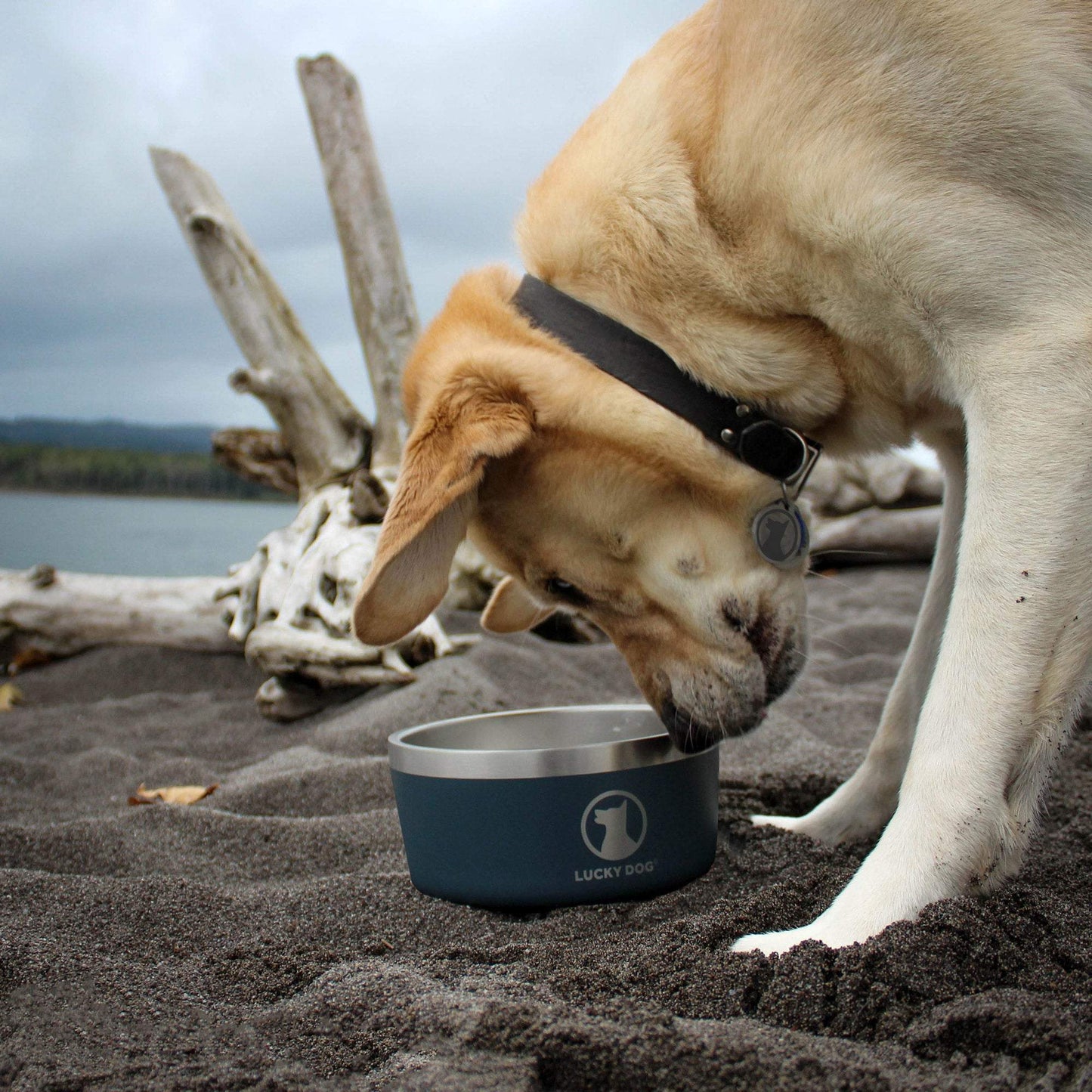 Indulge 5, Double Wall 5 Cup Stainless Steel Dog Bowl, 2-Pack